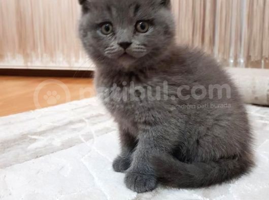 British Shorthair Bebeklerimiz görsel