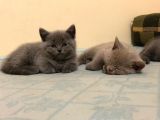 British Shorthair Bebeklerimiz