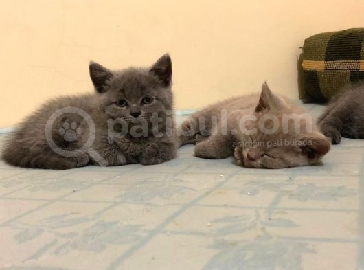 British Shorthair Bebeklerimiz görsel