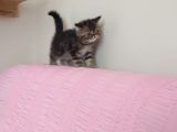 Exotic Kısa Tüylü Yavru