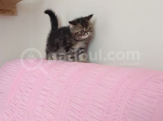 Exotic Kısa Tüylü Yavru görsel