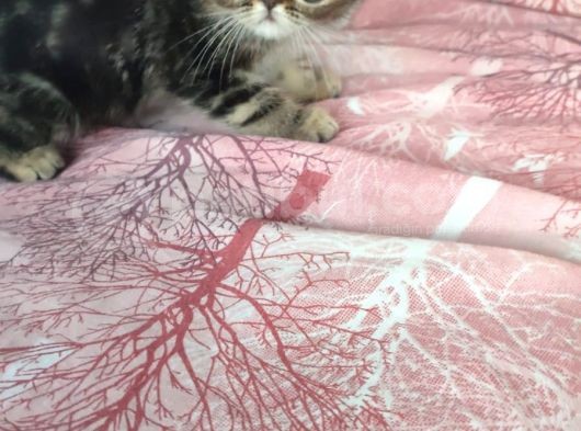 Exotic Kısa Tüylü Yavru görsel