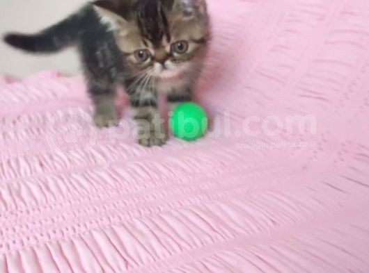Exotic Kısa Tüylü Yavru görsel
