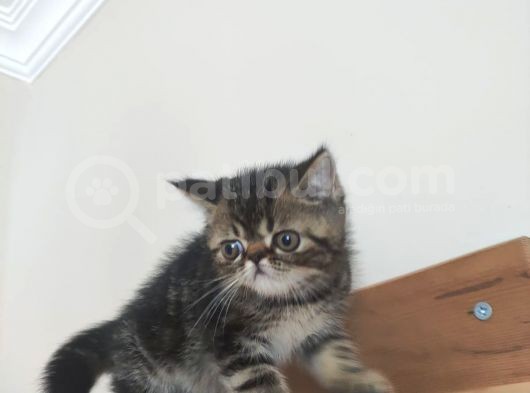 Exotic Kısa Tüylü Yavru