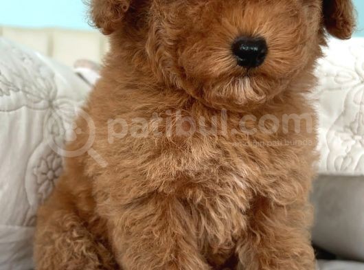 Safkan Toy Poodle görsel