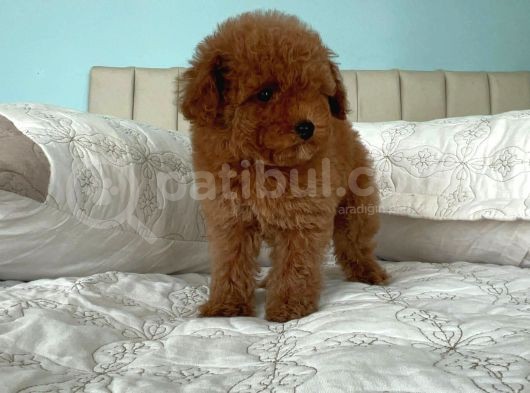 Safkan Toy Poodle görsel