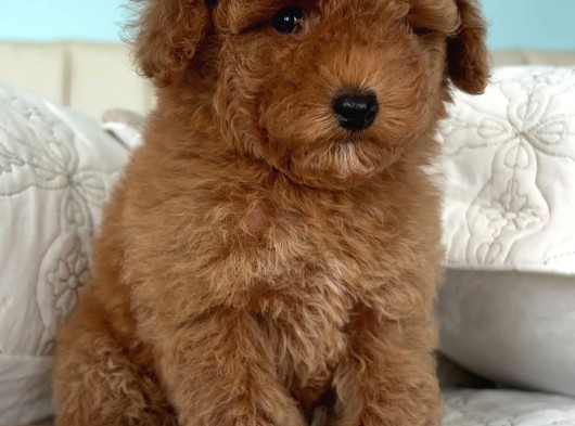Safkan Toy Poodle