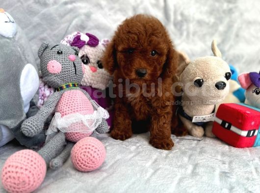 Red Brown Toy Poodle görsel