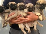 PUG MOPS MUHTEŞEM GÜZELLER