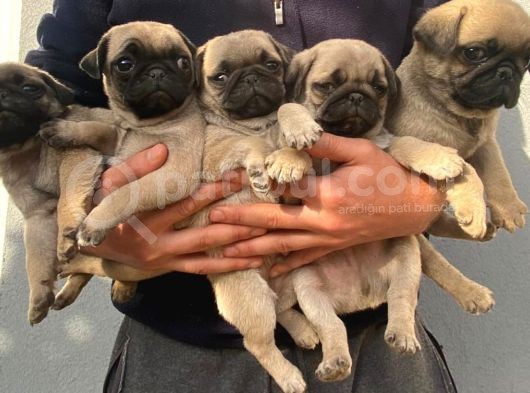 Pug Mops Muhteşem Güzeller