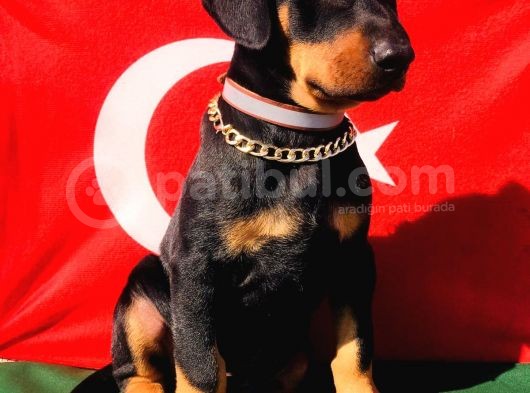 Üst Kalite Harika Anatomi Doberman Yavrular