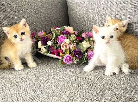 Efsane Güzellikte Bebekelr görsel