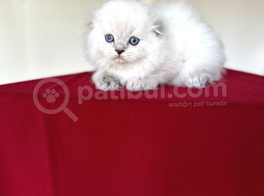 Longhai̇r Scotti̇sh Fold Bebekleri̇mi̇z görsel