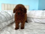Red Brown Toy Poodle