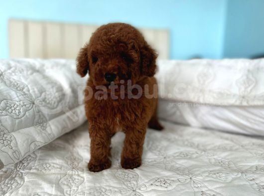 Red Brown Toy Poodle görsel