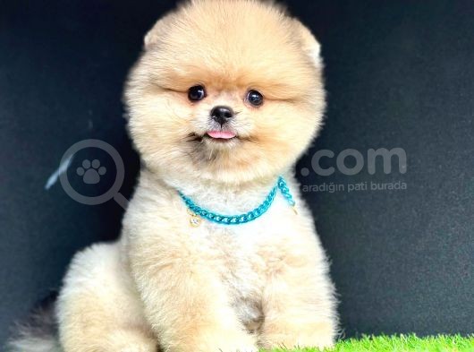 Pomerain Boo Ayıcık Surat 