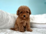 Safkan Toy Poodle