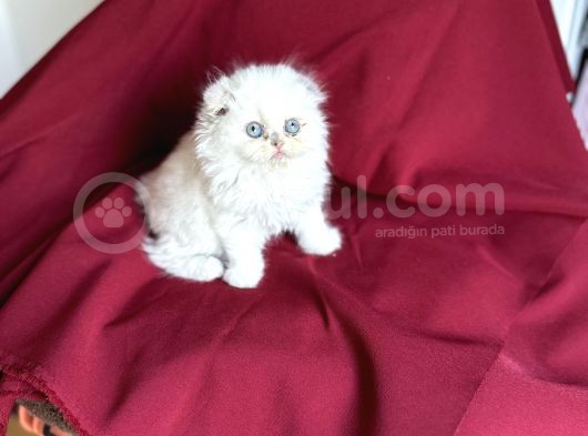 Longhai̇r Scotti̇sh Fold Bebekleri̇mi̇z görsel