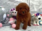 Red Brown Toy Poodle