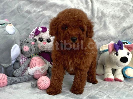 Red Brown Toy Poodle görsel