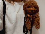 Harika Ötesi Poodle  Yavrular