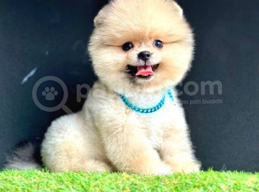 Pomerain Boo Ayıcık Surat  görsel