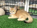 Gold Bri̇ti̇sh Shorthai̇r Bebeği̇mi̇z