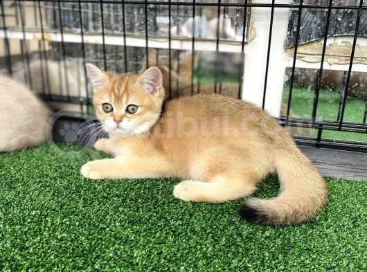 Gold Bri̇ti̇sh Shorthai̇r Bebeği̇mi̇z görsel