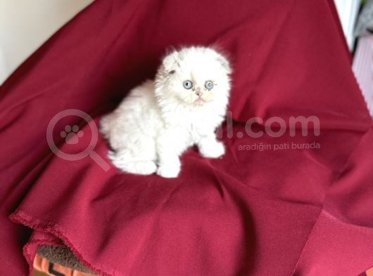Longhai̇r Scotti̇sh Fold Bebekleri̇mi̇z görsel