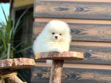 Muhteşem Pomeranian Boo