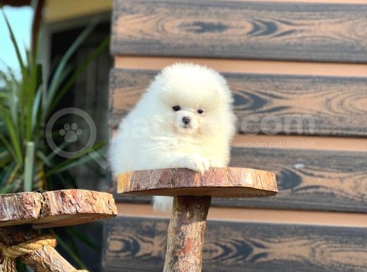 Muhteşem Pomeranian Boo