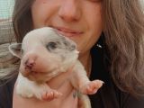 Border Collie Bebekler