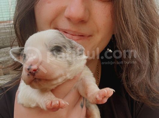 Border Collie Bebekler görsel