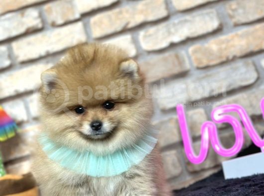 Muhteşem Pomeranian Boo görsel