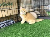 Gold Bri̇ti̇sh Shorthai̇r Bebeği̇mi̇z