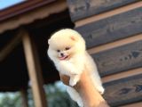 Muhteşem Pomeranian Boo