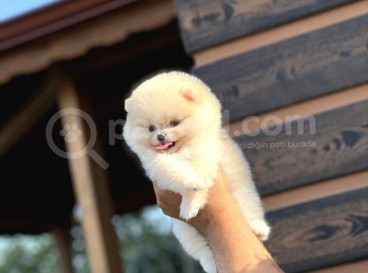 Muhteşem Pomeranian Boo görsel