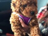 Harika Ötesi Poodle  Yavrular