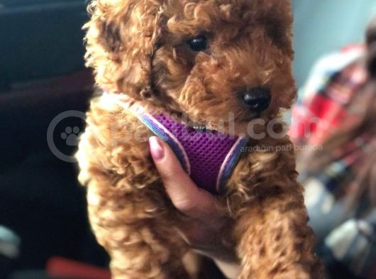 Harika Ötesi Poodle  Yavrular görsel