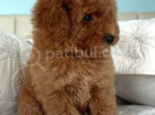 Safkan Toy Poodle görsel