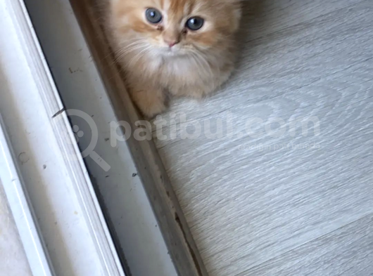 Evden Oyuncu Yavrular görsel