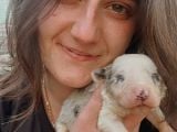 Border Collie Bebekler