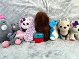 Red Brown Toy Poodle