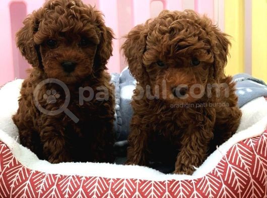 Harika Ötesi Poodle  Yavrular