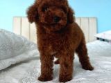 RED BROWN TOY POODLE