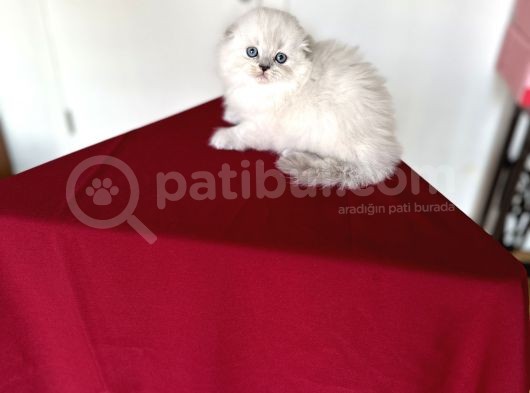 Longhai̇r Scotti̇sh Fold Bebekleri̇mi̇z görsel