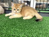 Gold Bri̇ti̇sh Shorthai̇r Bebeği̇mi̇z
