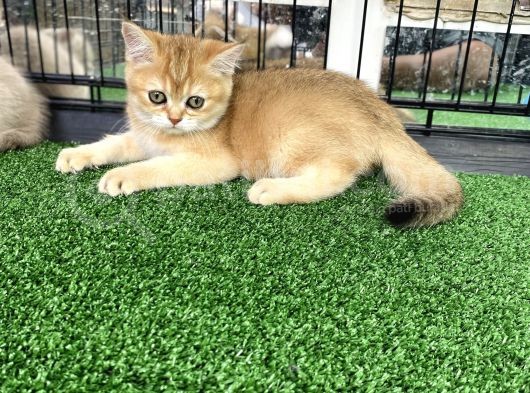 Gold Bri̇ti̇sh Shorthai̇r Bebeği̇mi̇z görsel