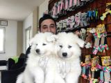 Ayi̇ Yavrusu Samoyed A Kali̇te Irk
