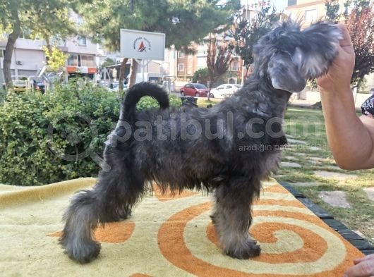 A Secereli  Minyatür Schnauzer Yavruları görsel